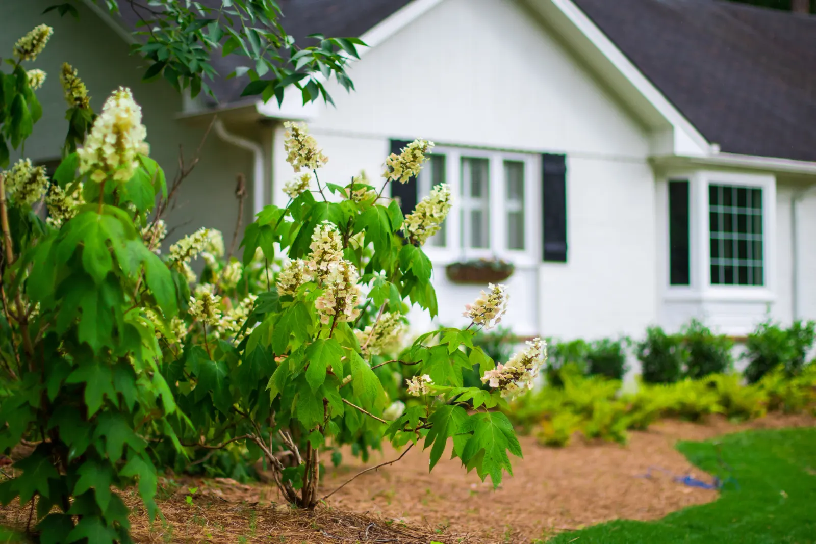 Specialist Lawn Care and Construction project